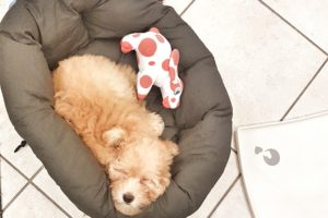 10 cose da comprare quando arriva un cucciolo