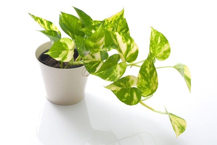 pothos pianta